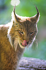 lynx