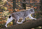 lynx
