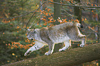 lynx