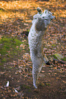 jumping lynx