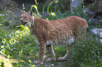 lynx