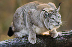 lynx