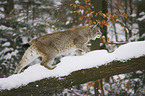 lynx