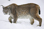 lynx