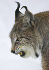 lynx
