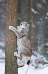 climbing lynx