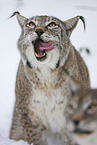 lynx