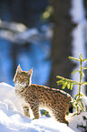 lynx