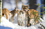 lynx
