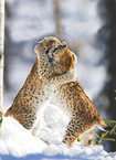 playing lynxes