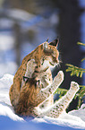 playing lynxes