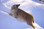 lynx in snow