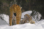 lynxes in snow