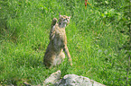 lynx