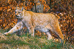 lynx