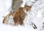 lynxes in snow