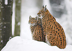 lynxes in snow