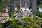 lynx