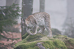 lynx