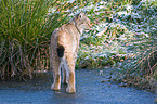 standing lynx