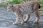 walking lynx