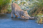 lynx