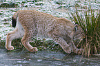 walking lynx