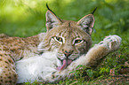 European lynx