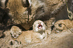 European lynx