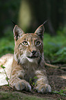 young European lynx