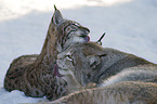 European lynx