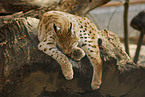lynx