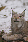 lying lynx