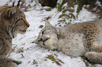 lynxes