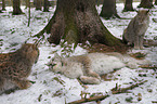 lynxes