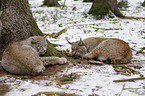 lynxes