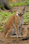 lynxes