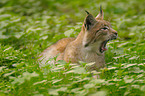lynx