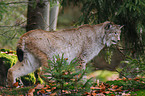 lynx