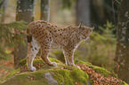 lynx