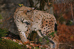 lynx