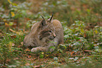 lynx