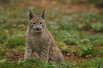 lynx