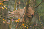 climbing lynx