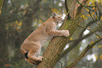 climbing lynx