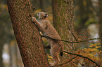 climbing lynx