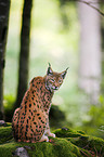 lynx