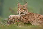 lynx