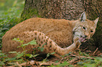 lynx