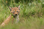 young lynx